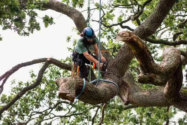 Reliable Osakis, MN Tree Care Solutions