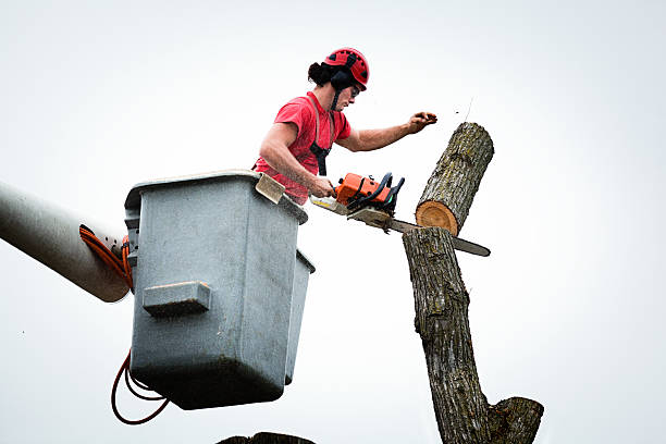 How Our Tree Care Process Works  in  Osakis, MN